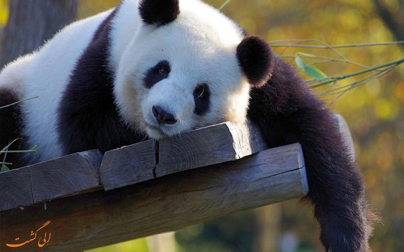 باغ وحش پکن، مکانی برای تماشای پانداهای بامزه!