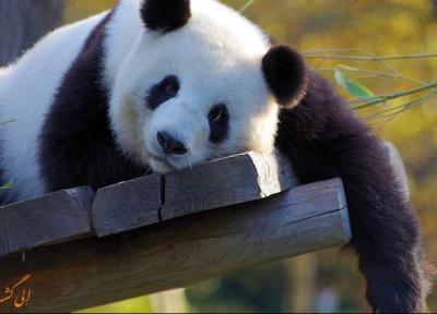 باغ وحش پکن، مکانی برای تماشای پانداهای بامزه!