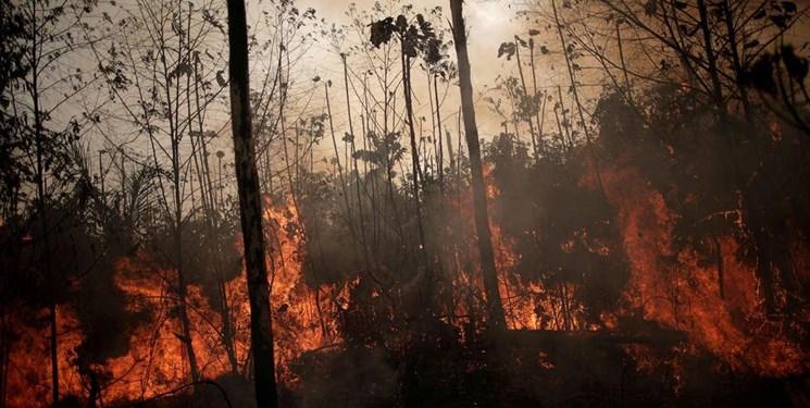 هشدار کارشناسان برای از بین رفتن 64 هکتار جنگل روی کره زمین