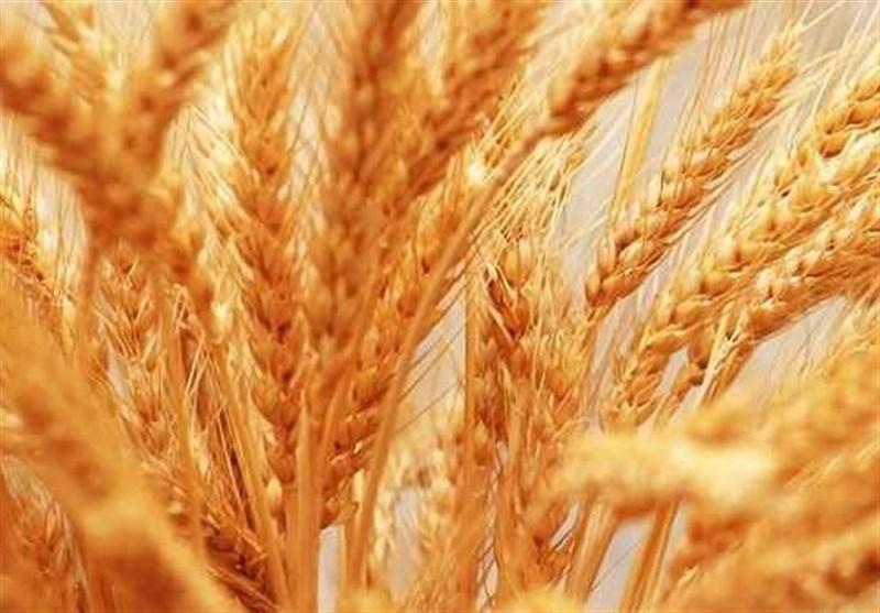 صادرات اولین محموله 35 هزار تنی گندم به عمان