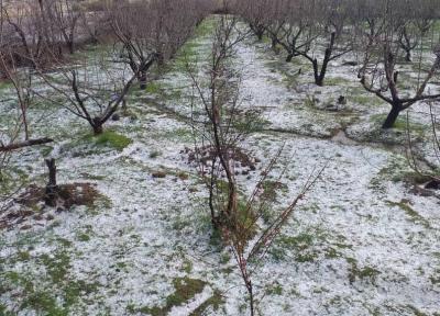 خبرنگاران بارش تگرگ به باغات و مزارع کشاورزی کرمانشاه خسارت زد