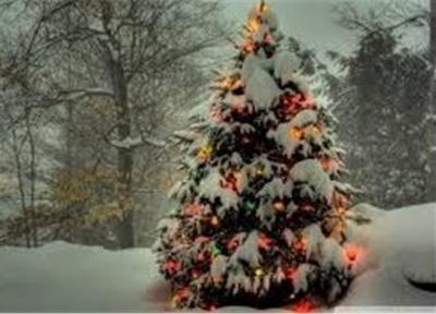قیمت کمرشکن درخت کریسمس برای آمریکایی ها