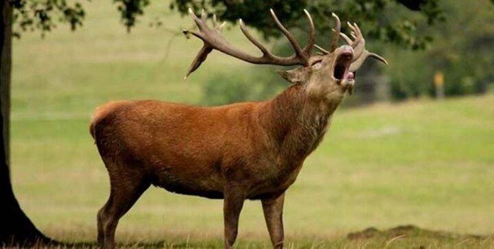 شکار در جنگل های شمال کشور برای 5 سال ممنوع شد