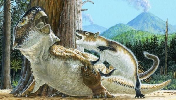 عکس ، لحظه خاص نبرد مرگبار دایناسور و یک پستاندار کوچک که در تاریخ ثبت شد